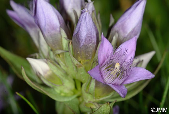 Gentianella ramosa