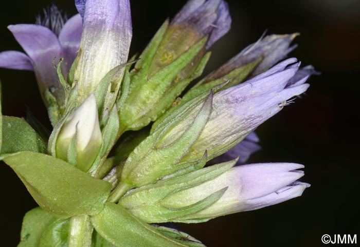 Gentianella ramosa