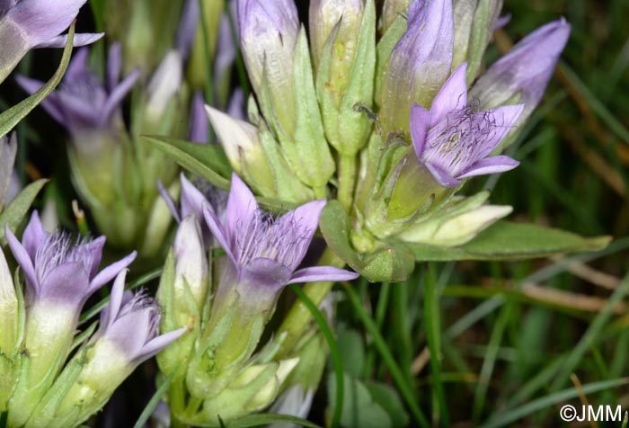 Gentianella ramosa