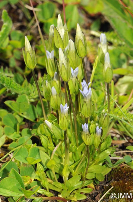 Gentianella tenella