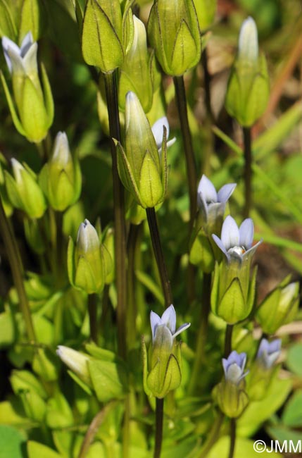 Gentianella tenella