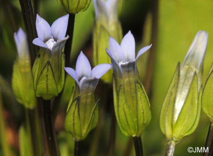 Gentianella tenella