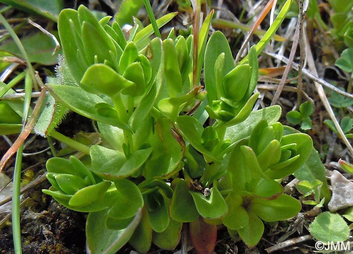 Lomatogonium carinthiacum