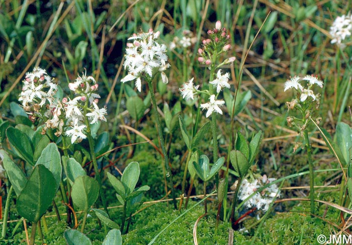 Menyanthes trifoliata