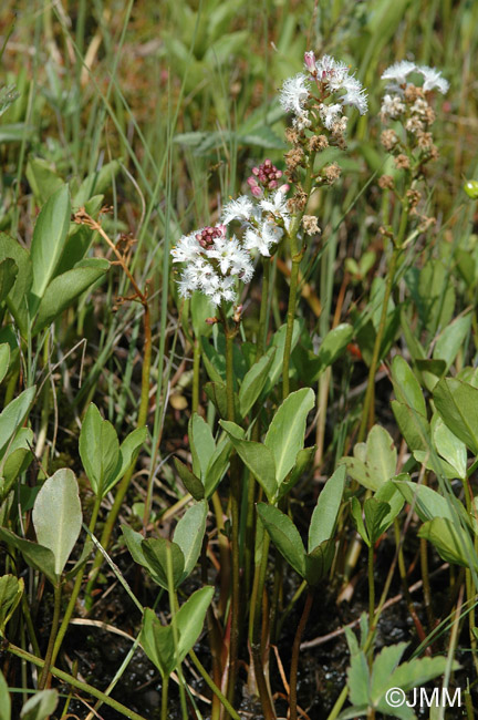 Menyanthes trifoliata