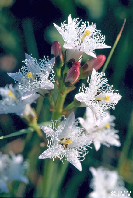 Menyanthes trifoliata