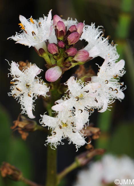 Menyanthes trifoliata