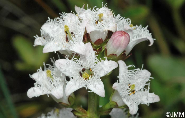 Menyanthes trifoliata