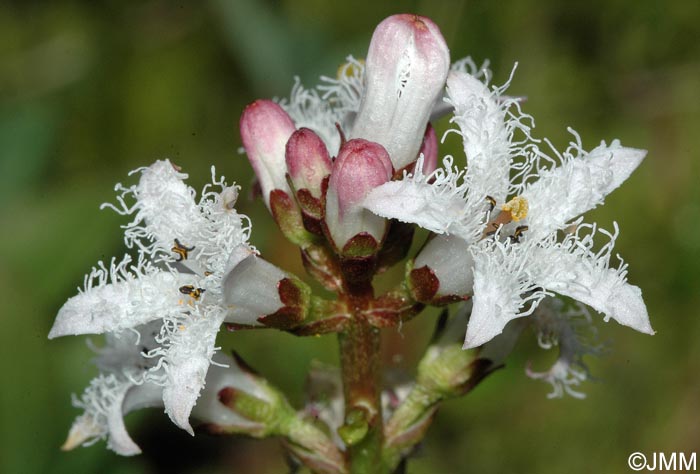 Menyanthes trifoliata