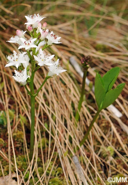 Menyanthes trifoliata