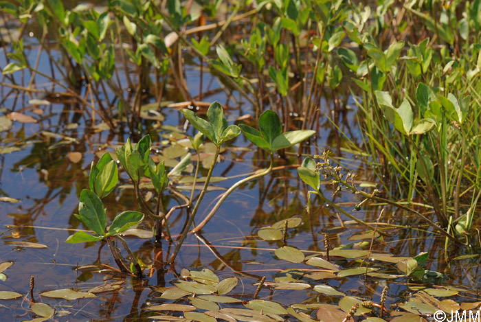 Menyanthes trifoliata & Potamogeton natans