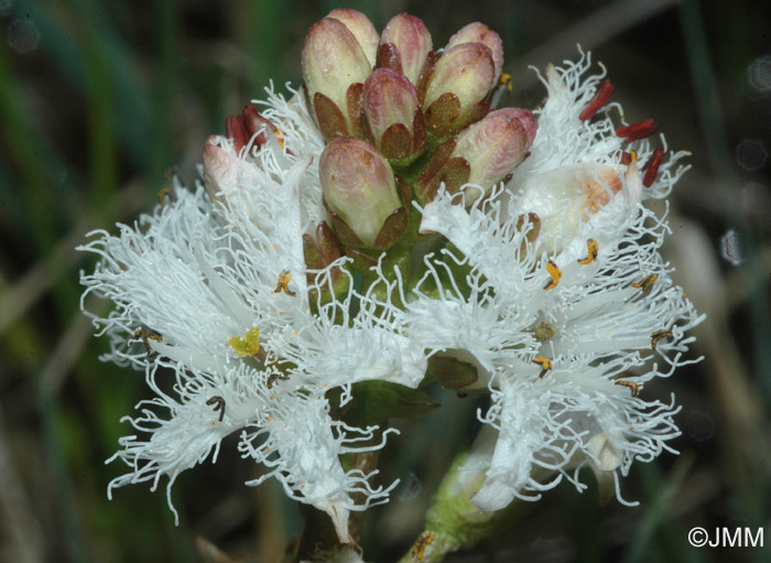 Menyanthes trifoliata