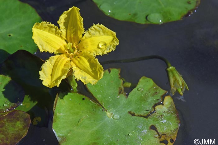 Nymphoides peltata