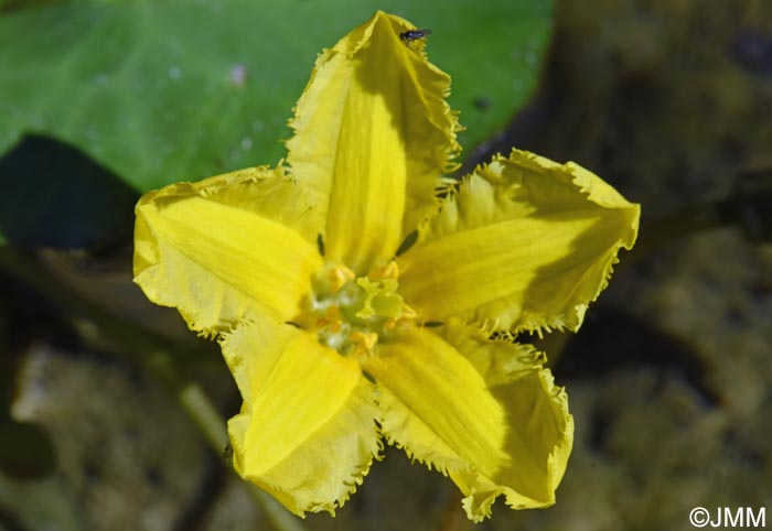 Nymphoides peltata