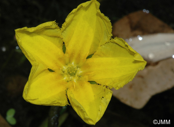 Nymphoides peltata