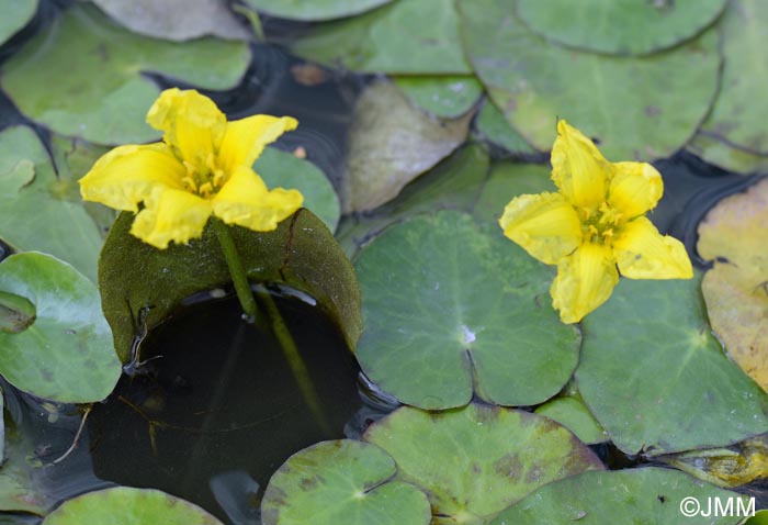 Nymphoides peltata