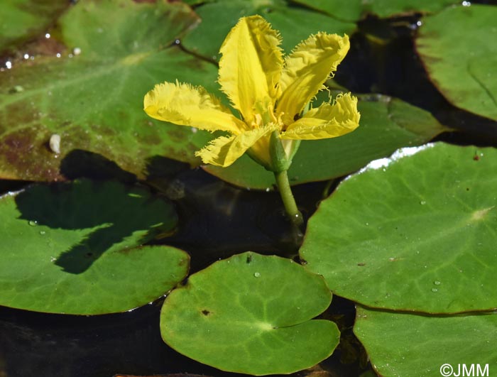 Nymphoides peltata