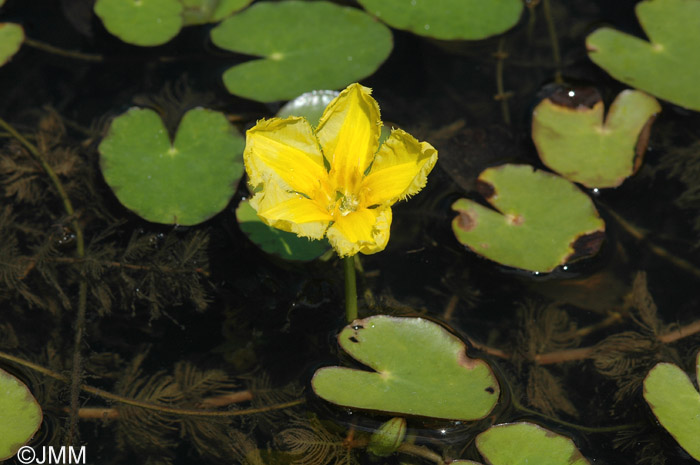 Nymphoides peltata