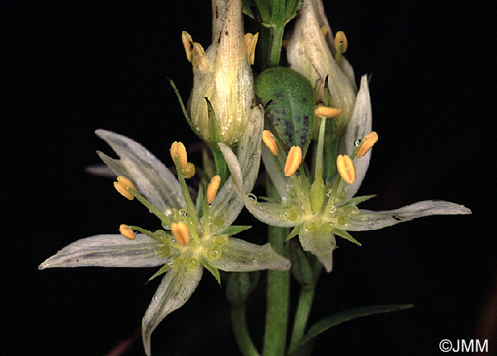 Swertia perennis