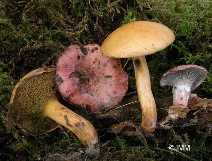 Gomphidius roseus et Suillus bovinus