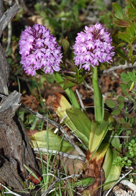 Anacamptis brachystachys