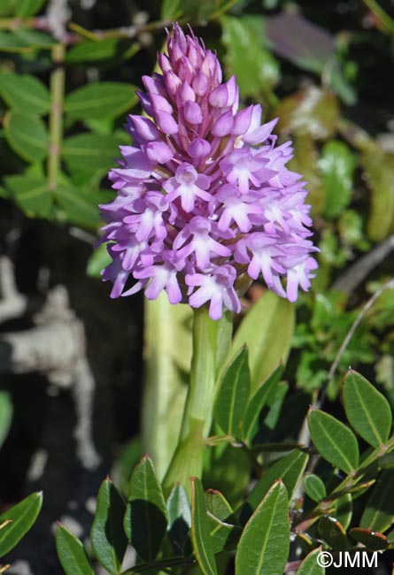 Anacamptis brachystachys