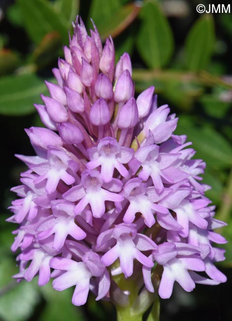 Anacamptis brachystachys