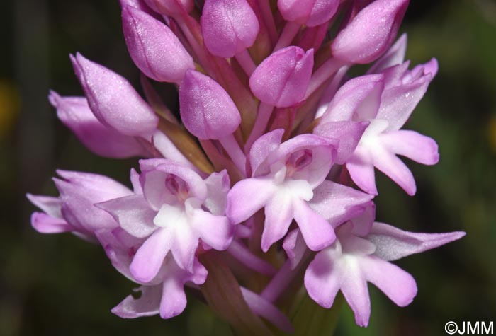 Anacamptis brachystachys