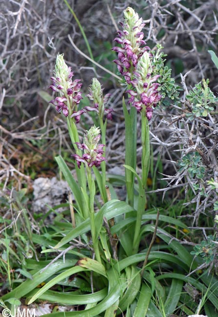 Anteriorchis fragrans