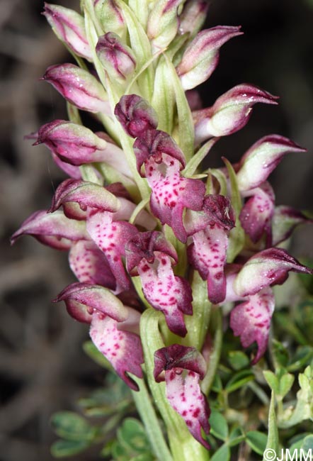 Anteriorchis fragrans