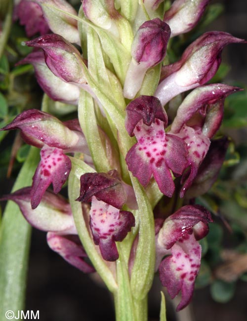 Anteriorchis fragrans