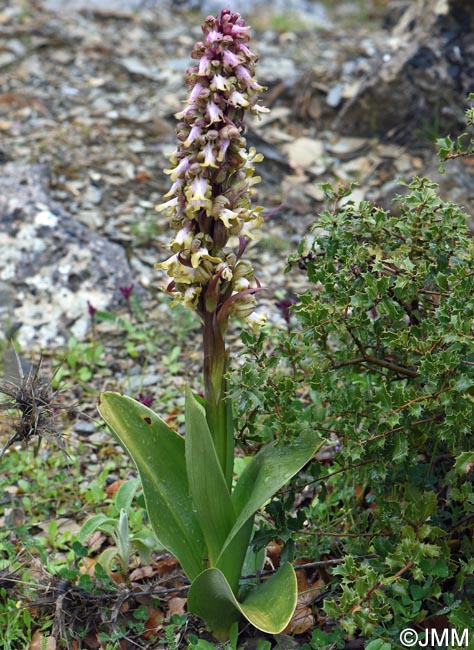 Himantoglossum robertianum