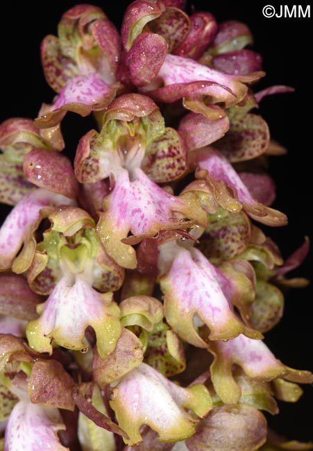 Himantoglossum robertianum