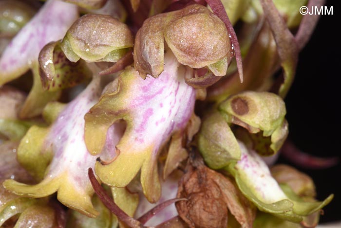 Himantoglossum robertianum