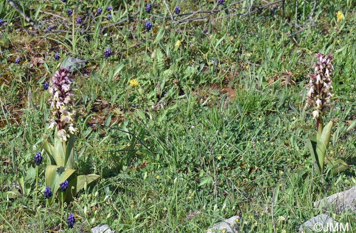Himantoglossum robertianum = Barlia robertiana