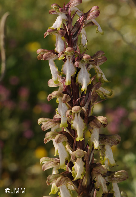 Himantoglossum robertianum f. album