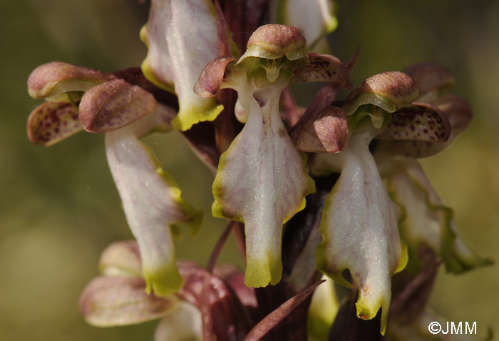 Himantoglossum robertianum f. album