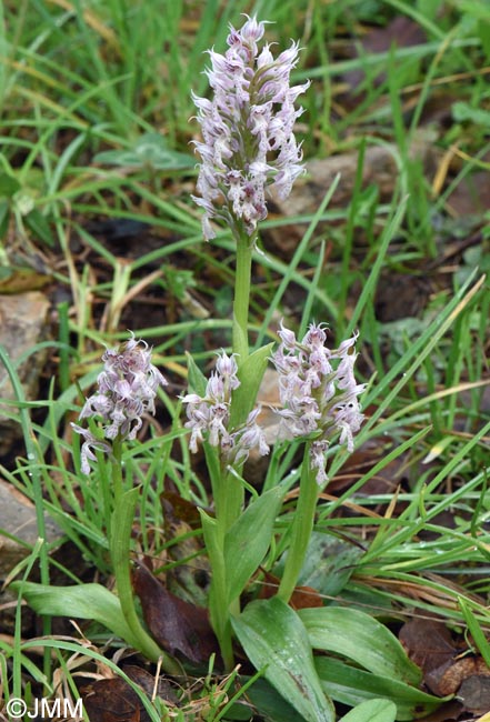 Orchis lactea = Neotinea lactea = Odontorchis lactea