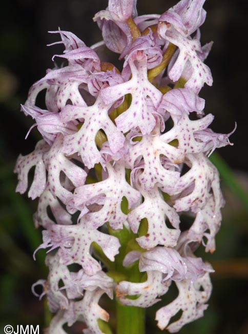 Orchis lactea = Neotinea lactea = Odontorchis lactea