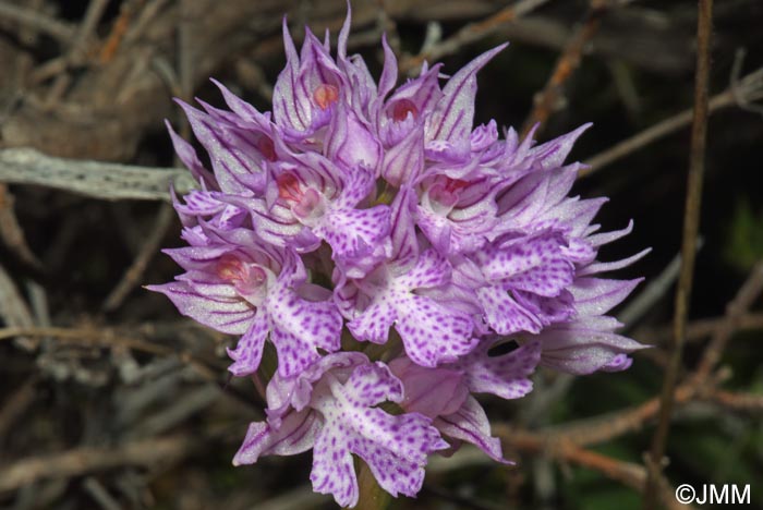 Odontorchis tridentata