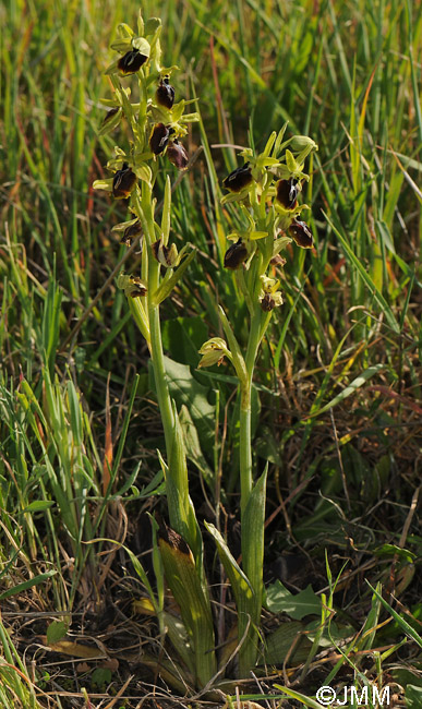 Ophrys aesculapii