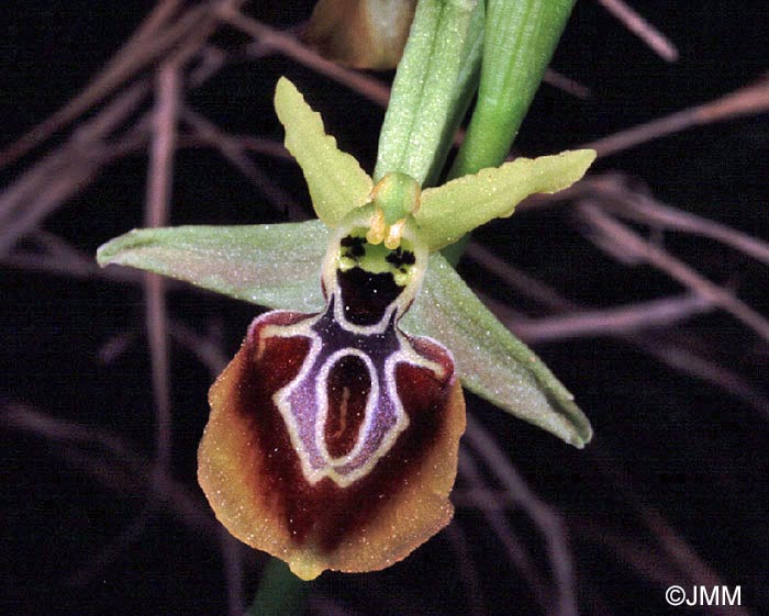 Ophrys aesculapii