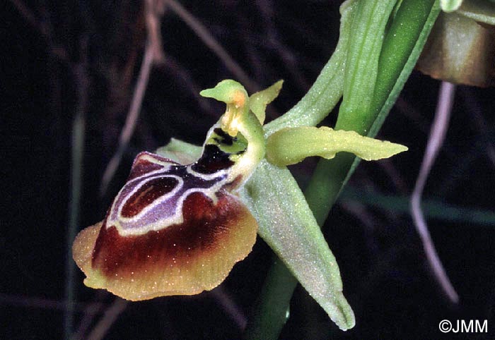 Ophrys aesculapii