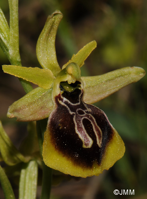 Ophrys aesculapii