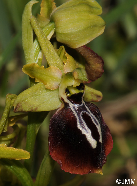 Ophrys aesculapii