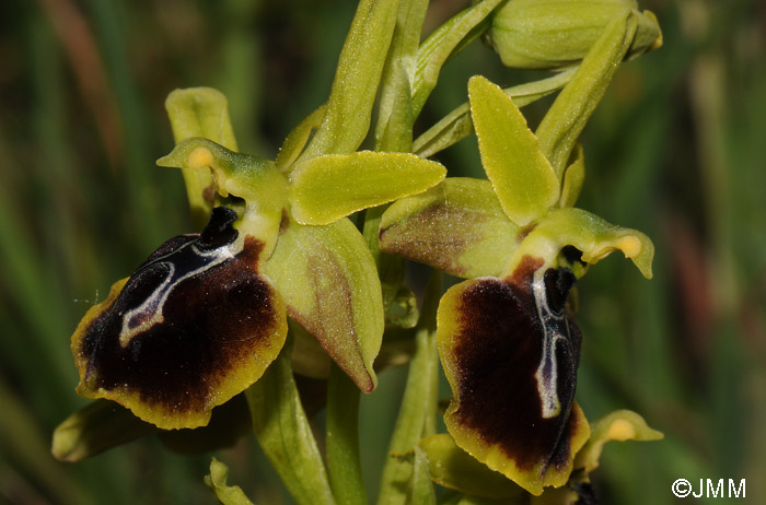 Ophrys aesculapii