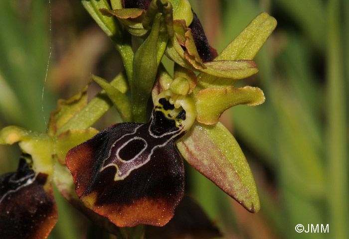 Ophrys aesculapii