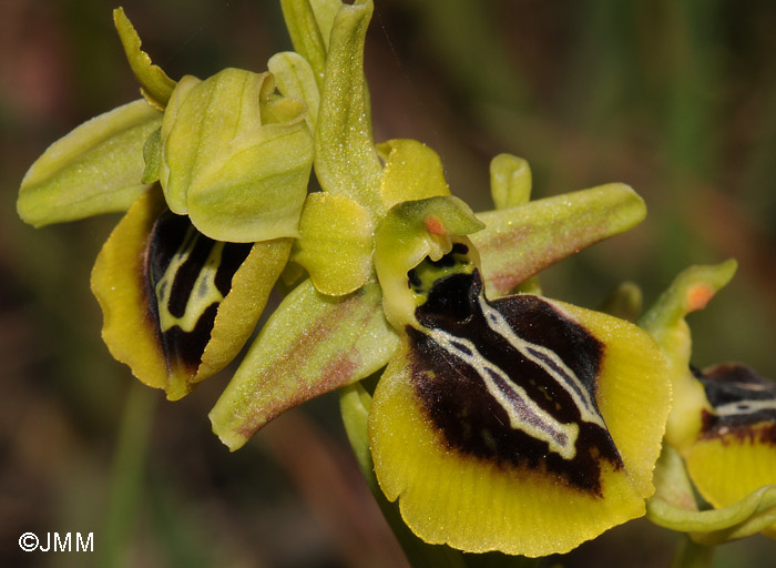 Ophrys aesculapii