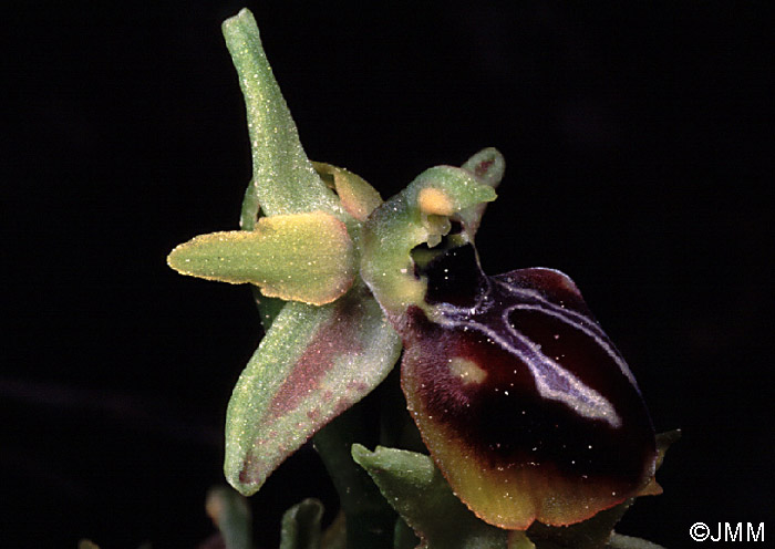 Ophrys aesculapii