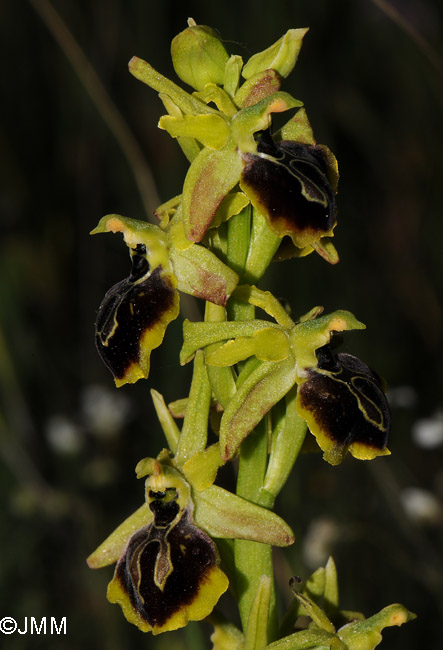 Ophrys aesculapii